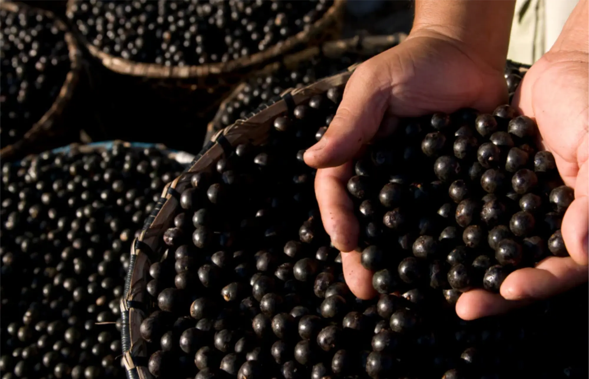 Açaí da Amazônia — extrato natural premium